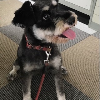 甘えん坊で人が大好きなラブちゃん8歳