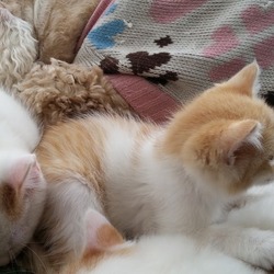 子猫のお母さんはワンコ