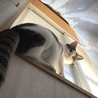 ででん
