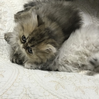 チンチラ猫さんの家族になって下さる方探しています