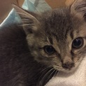 生後2ヶ月くらいの赤ちゃん猫君