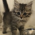 キジトラ子猫ちゃん