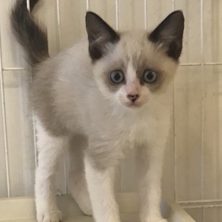 白黒子猫ちゃん