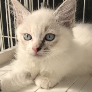 シャムMIX子猫ちゃん