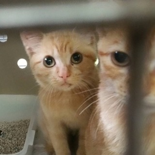 里親様が決まりました♡有難うございました！