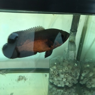 里親決定しました