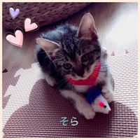 ソラ