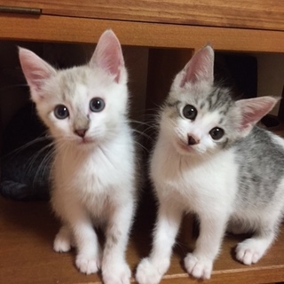 ドラミちゃんとファーファくん…3ヶ月