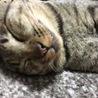 猫大好き れんれん