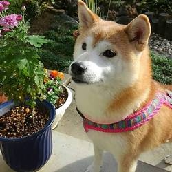 葵のお散歩あるある(*´∀｀)