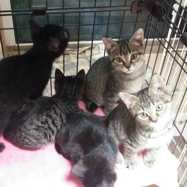 猫の隠れ里のカバー写真