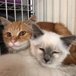 クリーム色シャム系子猫