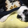 こたつの虜
