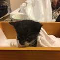 赤ちゃん猫を保護しました