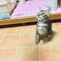 尻尾の小さな女の子