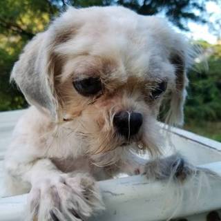 【繁殖所引退犬】可愛いシーズーの女の子♀