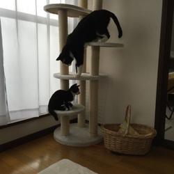 先住と子猫