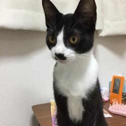子猫