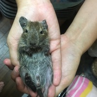 バンビ