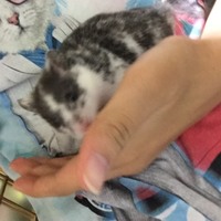 カイリ
