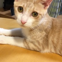 パン