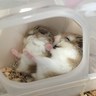 ロボロフスキーハムスター里親様急募