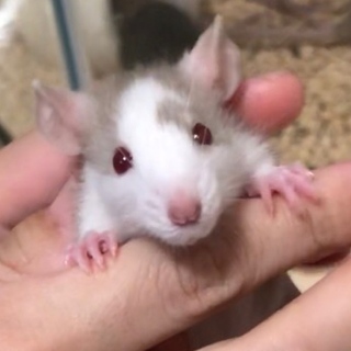 9/3生まれ！元気なファンシーラット