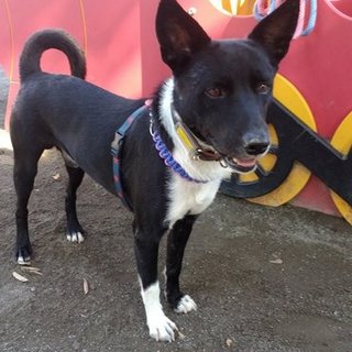 ちょっと気の弱い、性格の良い美犬