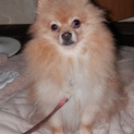 ポメラニアン　♀　里親募集