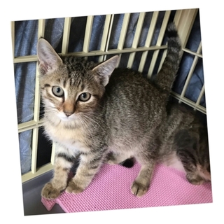 可愛いキジの男の子♪ラスク