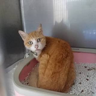 【感謝】里親様へ繋がりました！盲目茶トラ→目々丸君