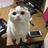 allycat 