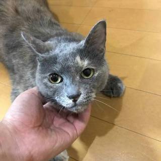 グレーの美猫さん☆女の子