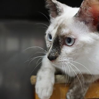 ちょっとシャイなシャムMIX女子♪