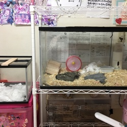 雪たんのお引っ越し(♡ˊ艸ˋ)♬*