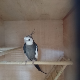 オカメインコ里親募集」茨城県 - 鳥の里親募集(181008) :: ペットの