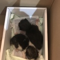 生後7日前後 子猫落ちてました。