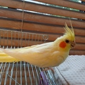 オカメインコ里親募集