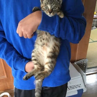 キジトラの子猫です。