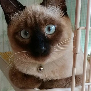 ★詩（うた）★お転婆な女の子の里親募集中！