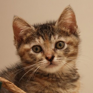 ★ほるる★甘えん坊な女の子の里親募集中♪