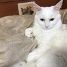 の写真