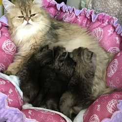 ママになったラム