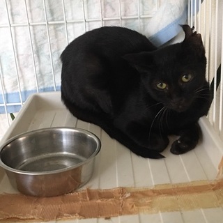 カールちゃん里親さん募集