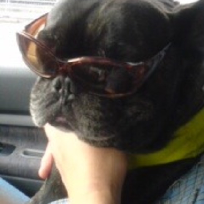 べんとれーのカバー写真