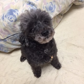 2.6kgのトイプードルの里親を探しています
