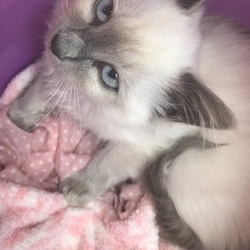 「シラミ、ハジラミ発見」サムネイル2