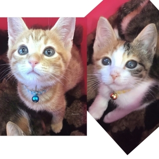 茶トラと三毛の姉妹♥楓＆もみじ