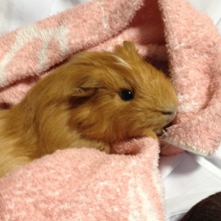 モルモットの里親さん決まりました