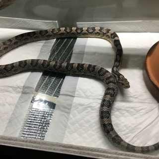 ブラックアルビノ アネリコーンスネーク